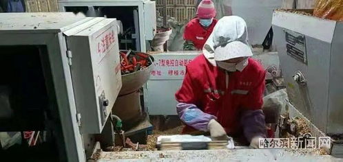 拌料 装袋 灭菌 接菌 方正林区食用菌生产抢早春